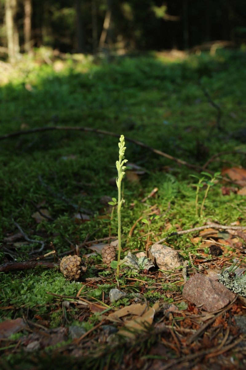 Image of Goodyera repens specimen.