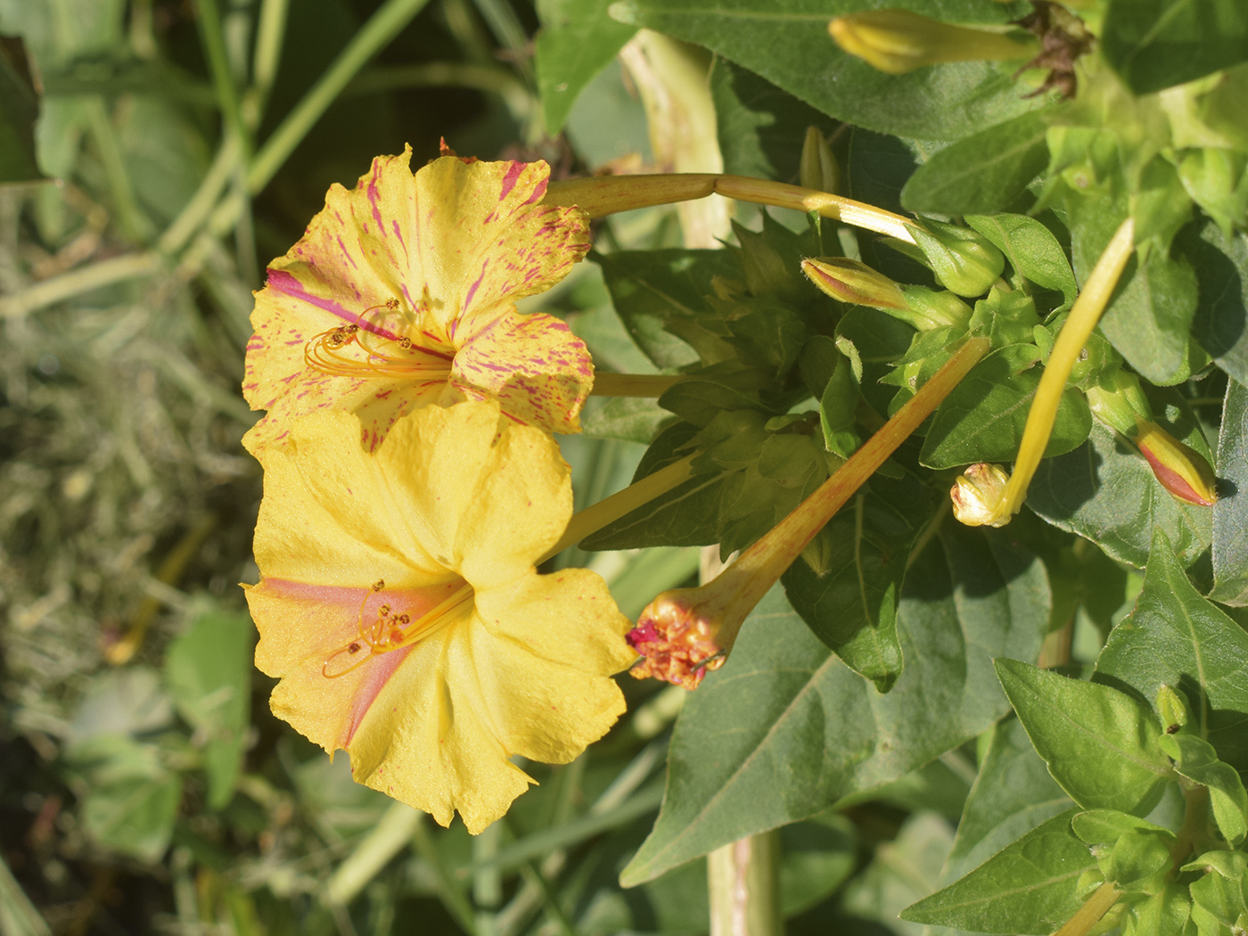 Image of Mirabilis jalapa specimen.