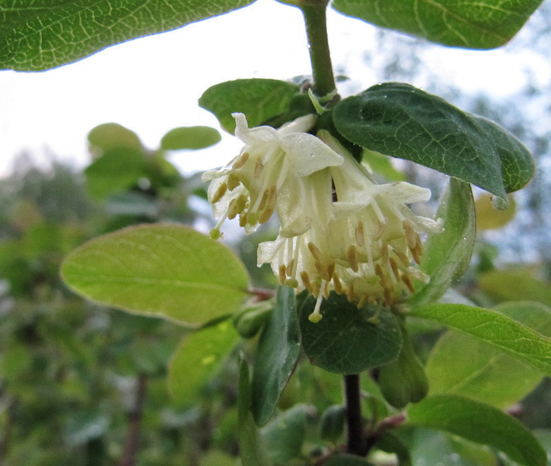 Image of Lonicera pallasii specimen.