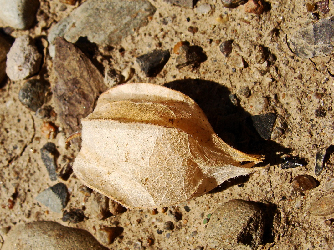 Image of Physalis pubescens specimen.