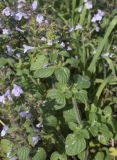 Clinopodium nepeta. Верхушка побега с развивающимся соцветием. Испания, Каталония, пров. Жирона, комарка Баш Эмпорда, муниципалитет Паламос, берег р. Ауби, высокотравный луг после скашивания. 19.10.2025.