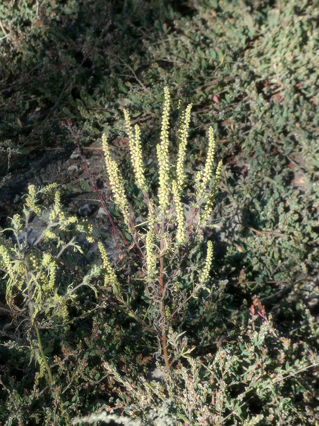 Image of Ambrosia artemisiifolia specimen.