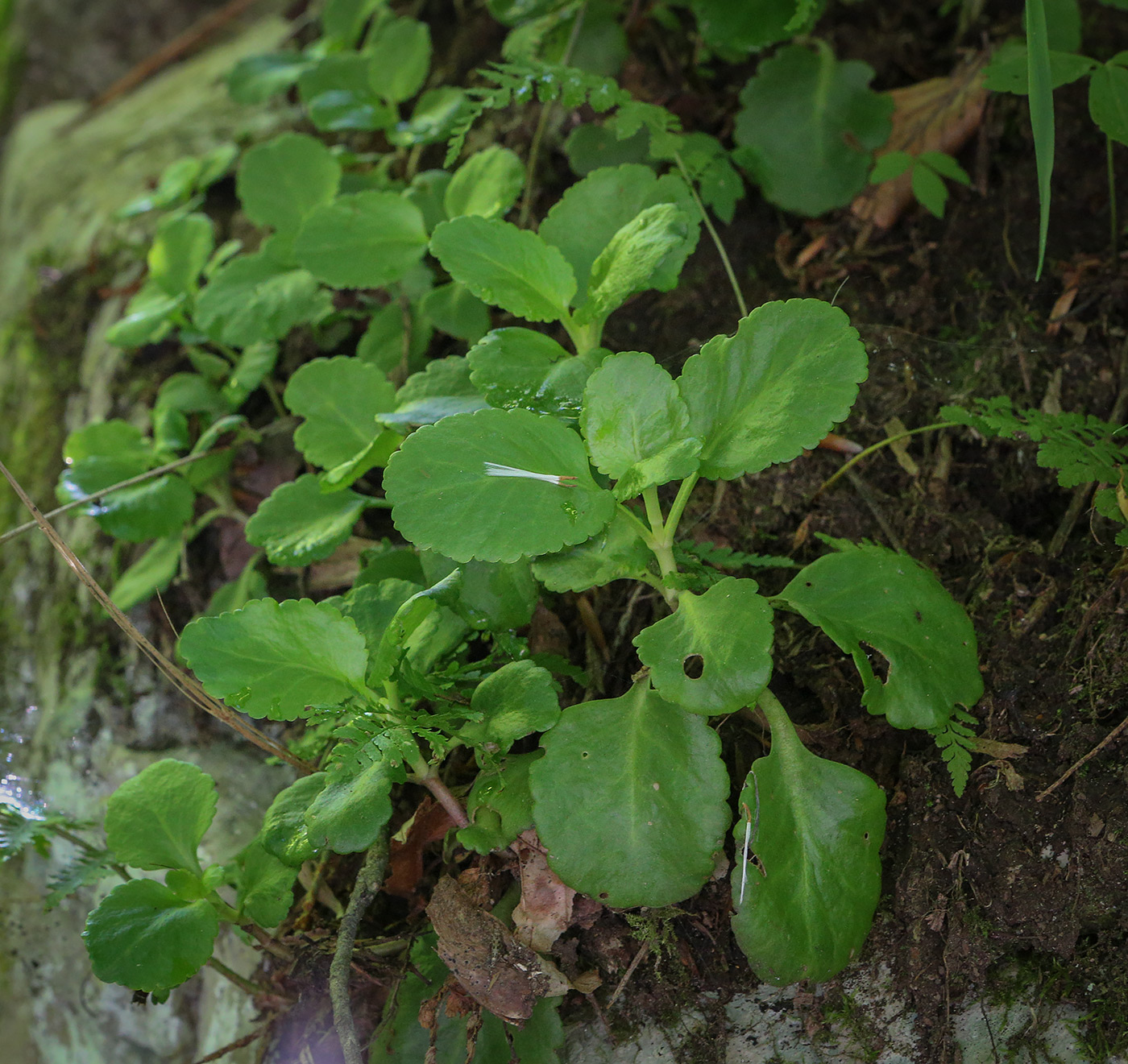 Изображение особи Chiastophyllum oppositifolium.