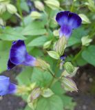 Image of taxon representative. Author is Григорий Токарев