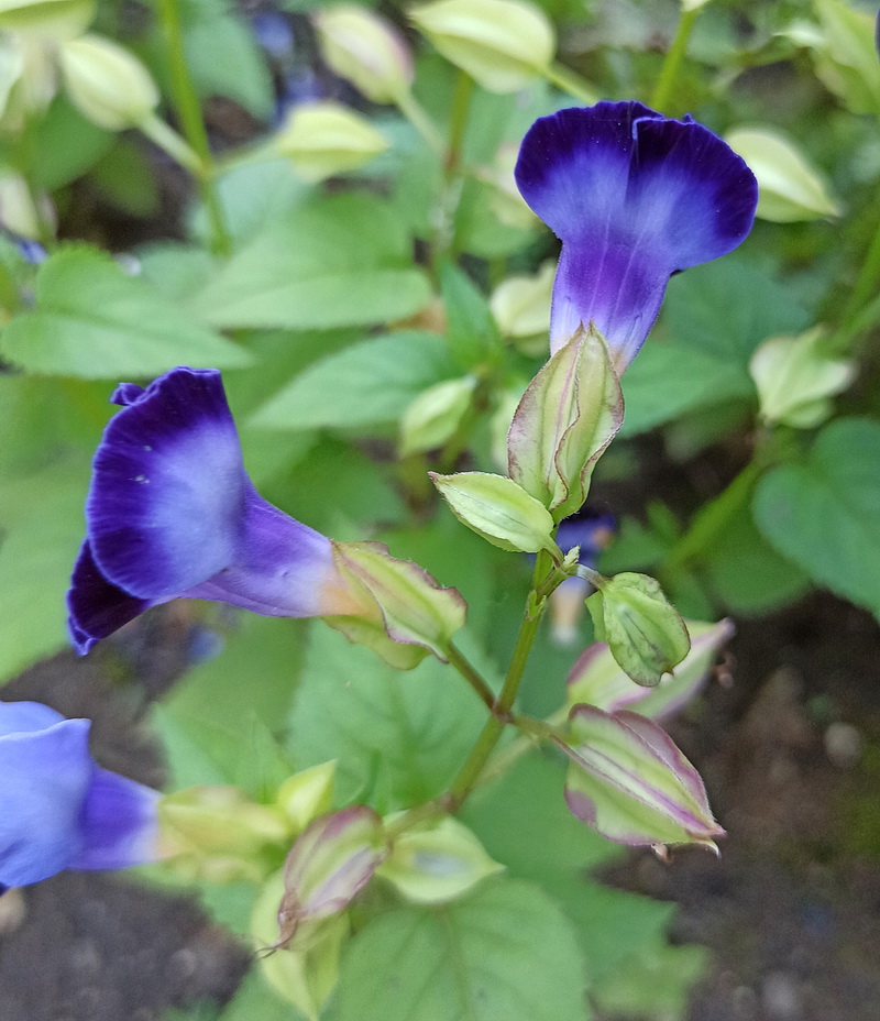 Image of Torenia fournieri specimen.