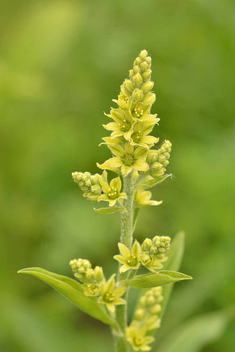 Image of Veratrum oxysepalum specimen.