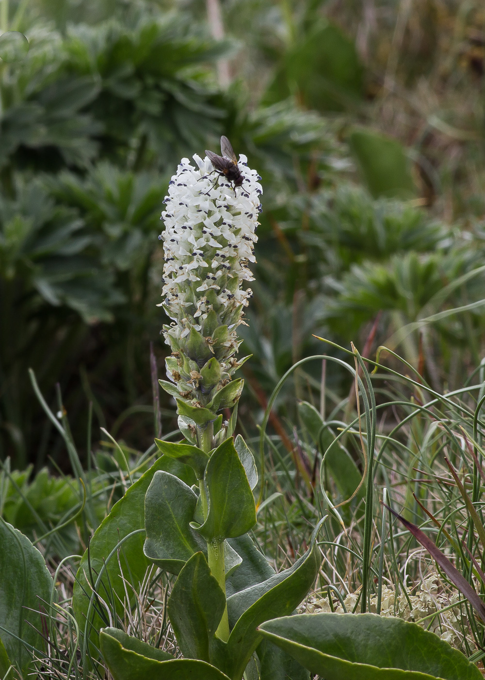 Изображение особи Lagotis uralensis.