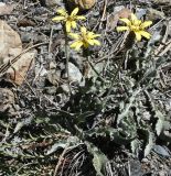 Scorzonera troodea. Цветущие растения на каменистом склоне. Республика Кипр, Троодос, ≈ 1870 м н.у.м. 01.06.2025.