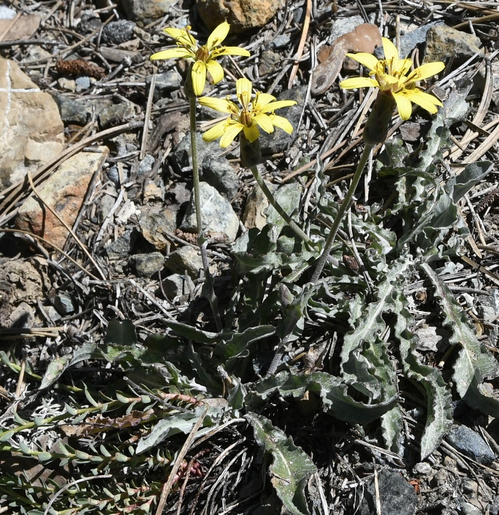 Изображение особи Scorzonera troodea.