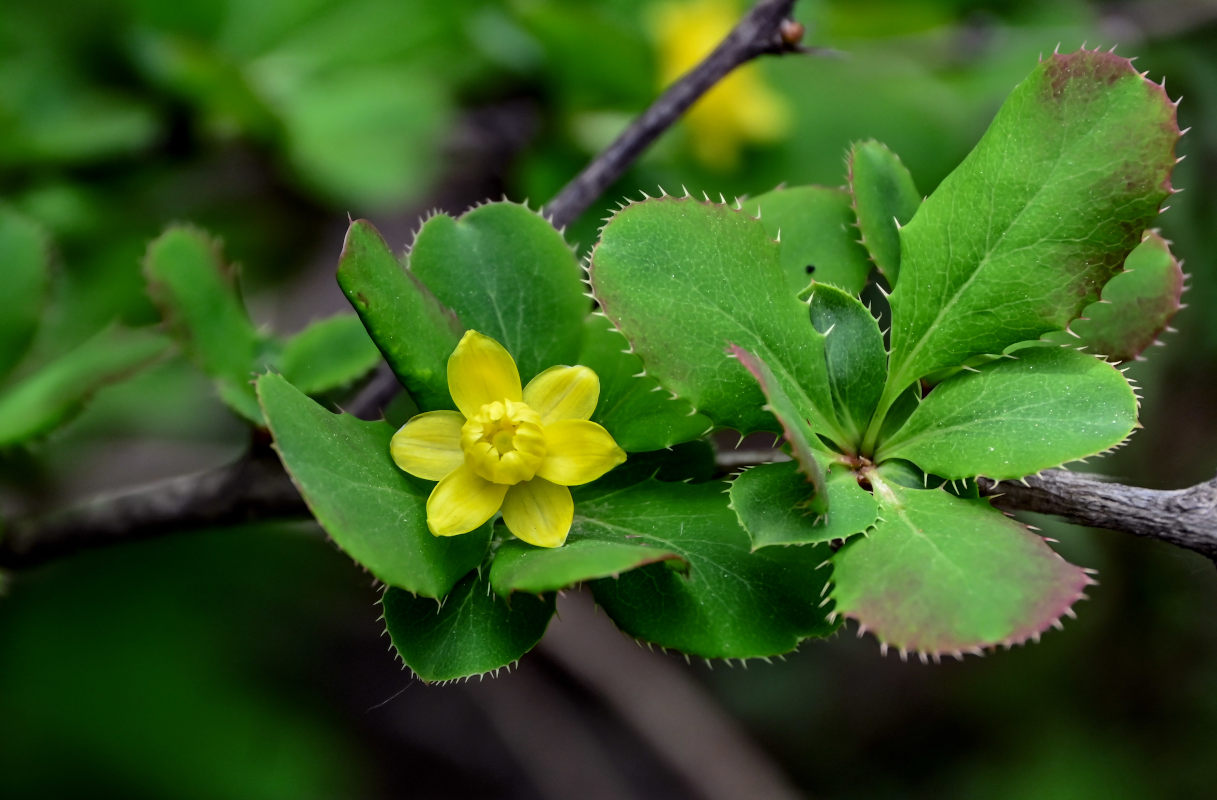 Изображение особи Berberis diaphana.