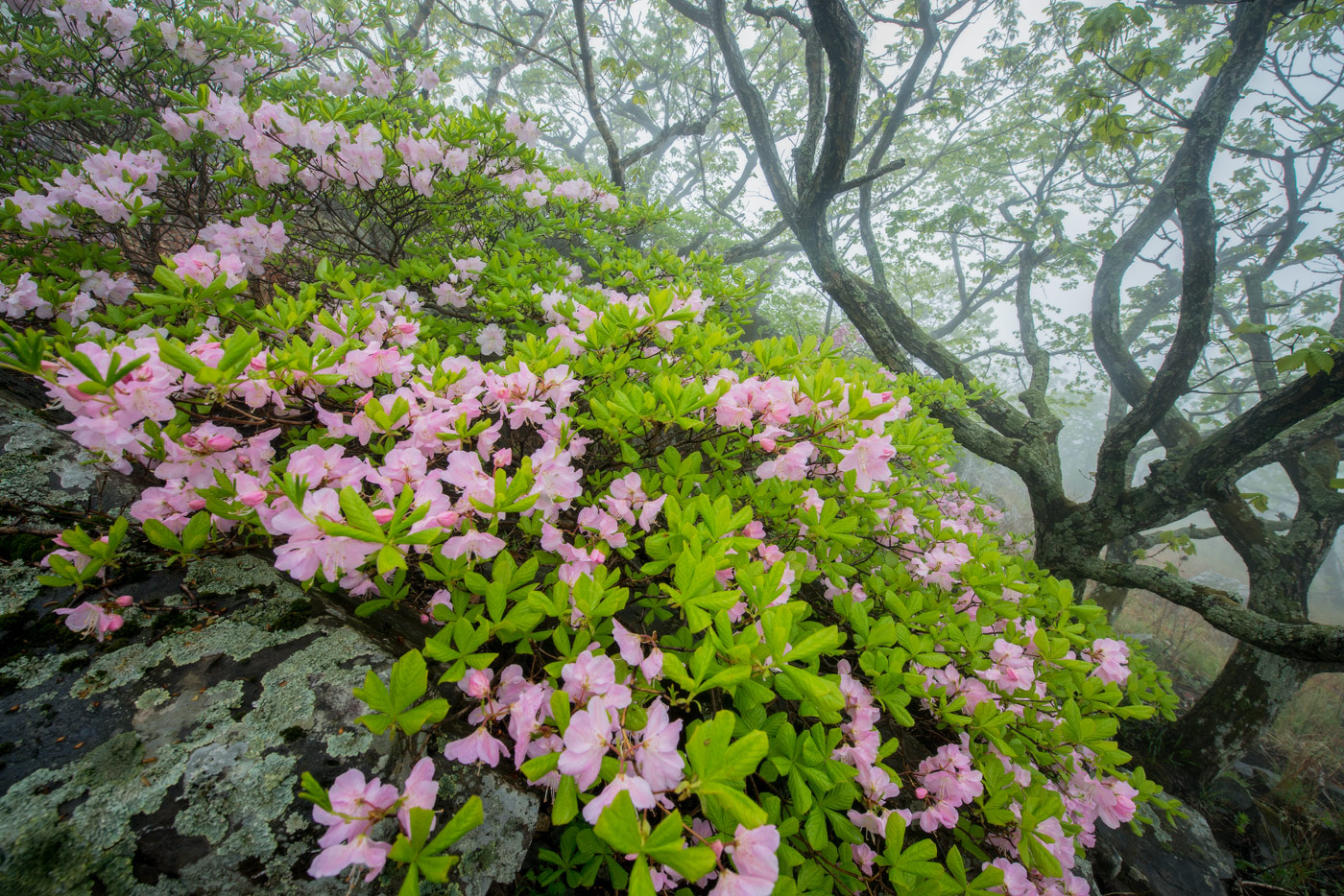 Изображение особи Rhododendron schlippenbachii.