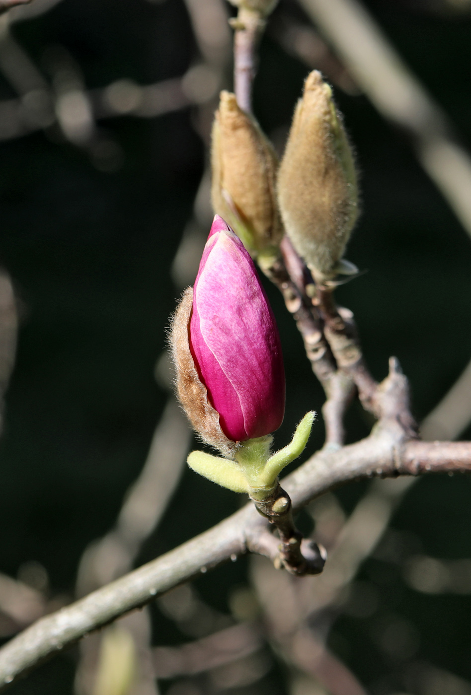 Изображение особи Magnolia kobus.