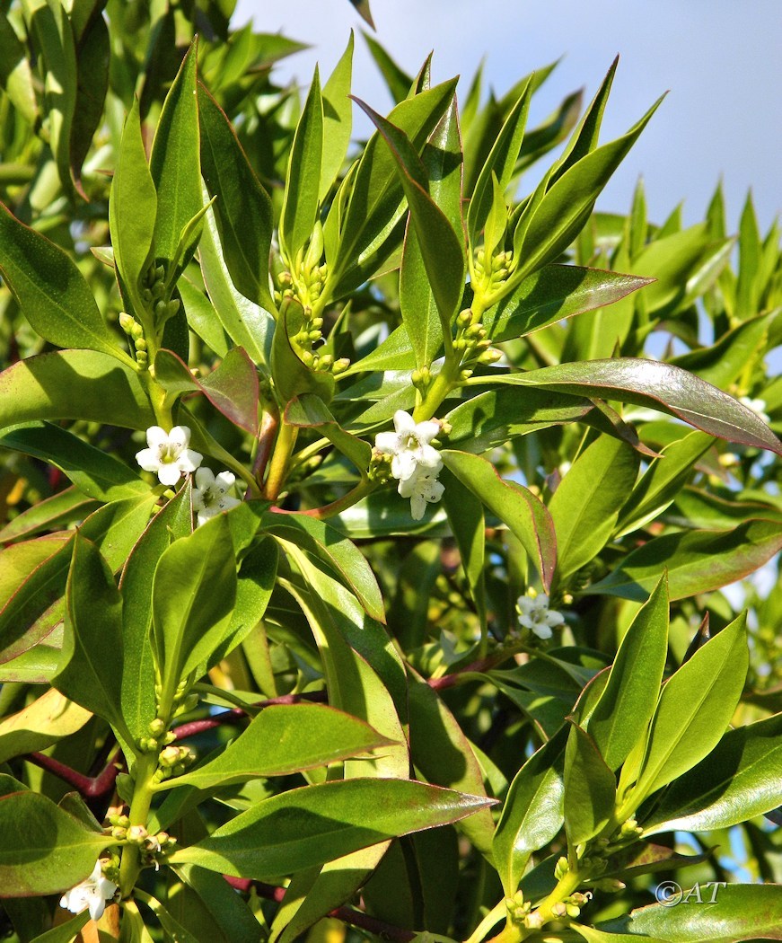 Изображение особи род Myoporum.