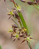 Luzula forsteri. Цветки. Краснодарский край, Крымский р-н, окр. станицы Неберджаевская, ур. Малый Яр, буково-грабово-дубовый лес. 27.03.2026.