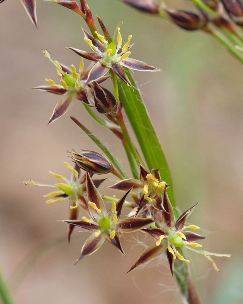 Изображение особи Luzula forsteri.