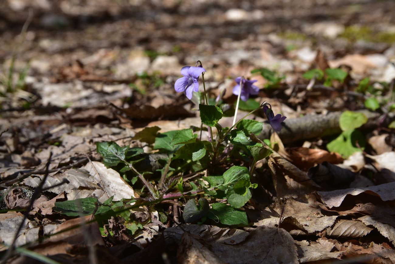 Image of Viola reichenbachiana specimen.