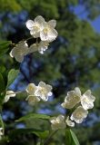 Philadelphus tenuifolius. Веточки с цветками. Южное Приморье, Чёрные горы, заповедник \"Кедровая падь\". 23.06.2007.