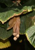 Tilia cordifolia. Соплодия и части листьев. Москва, уличное озеленение. 22.09.2025.