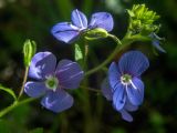 Veronica umbrosa. Цветки и бутон. Крым, Кировский р-н, Агармышский лес, дубово-буковый лес. 03.05.2025.