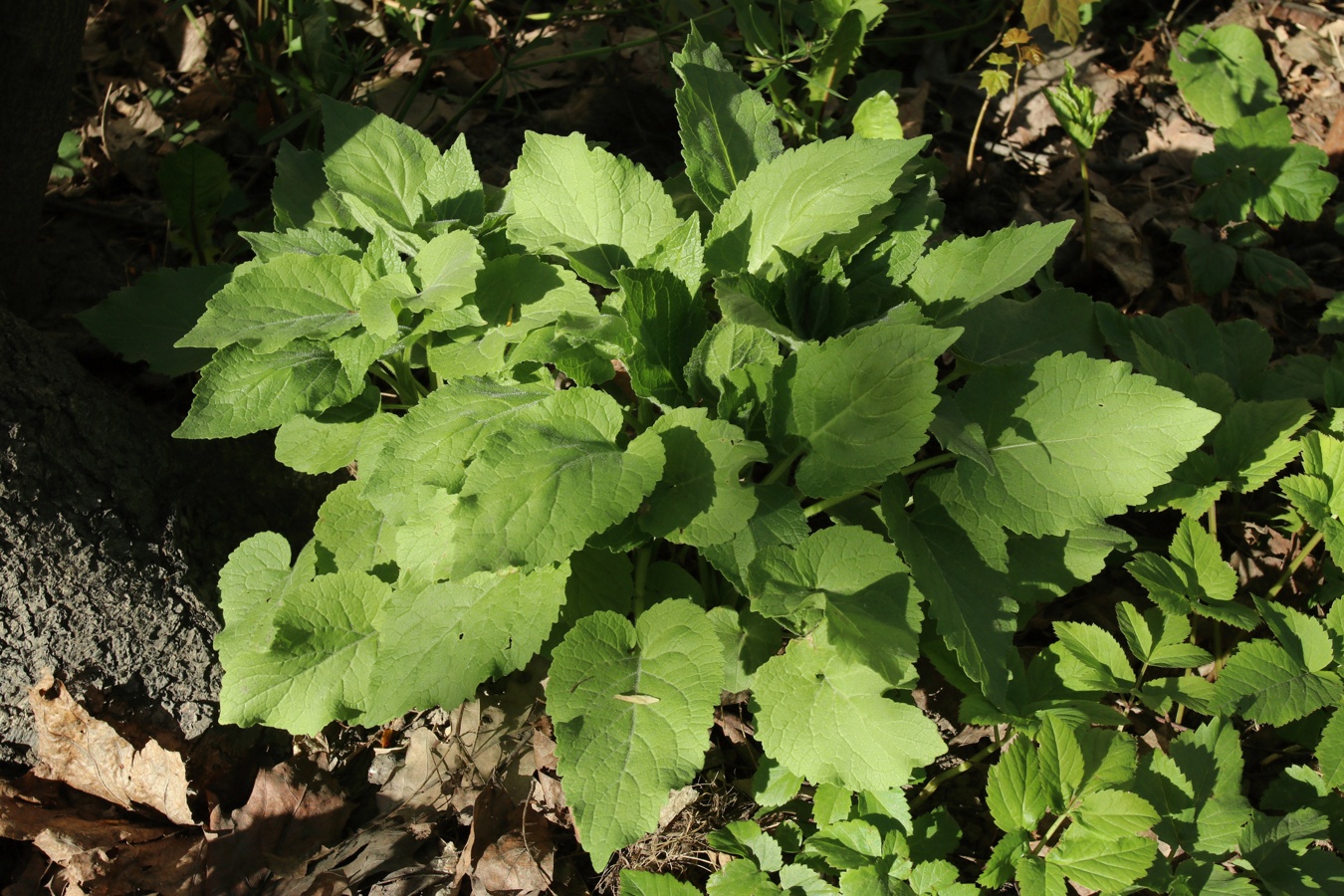 Изображение особи род Campanula.
