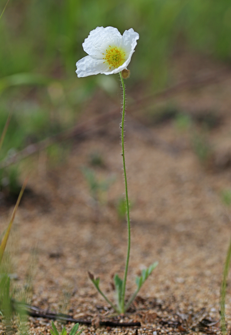 Image of Papaver amurense specimen.