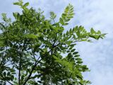 genus Robinia