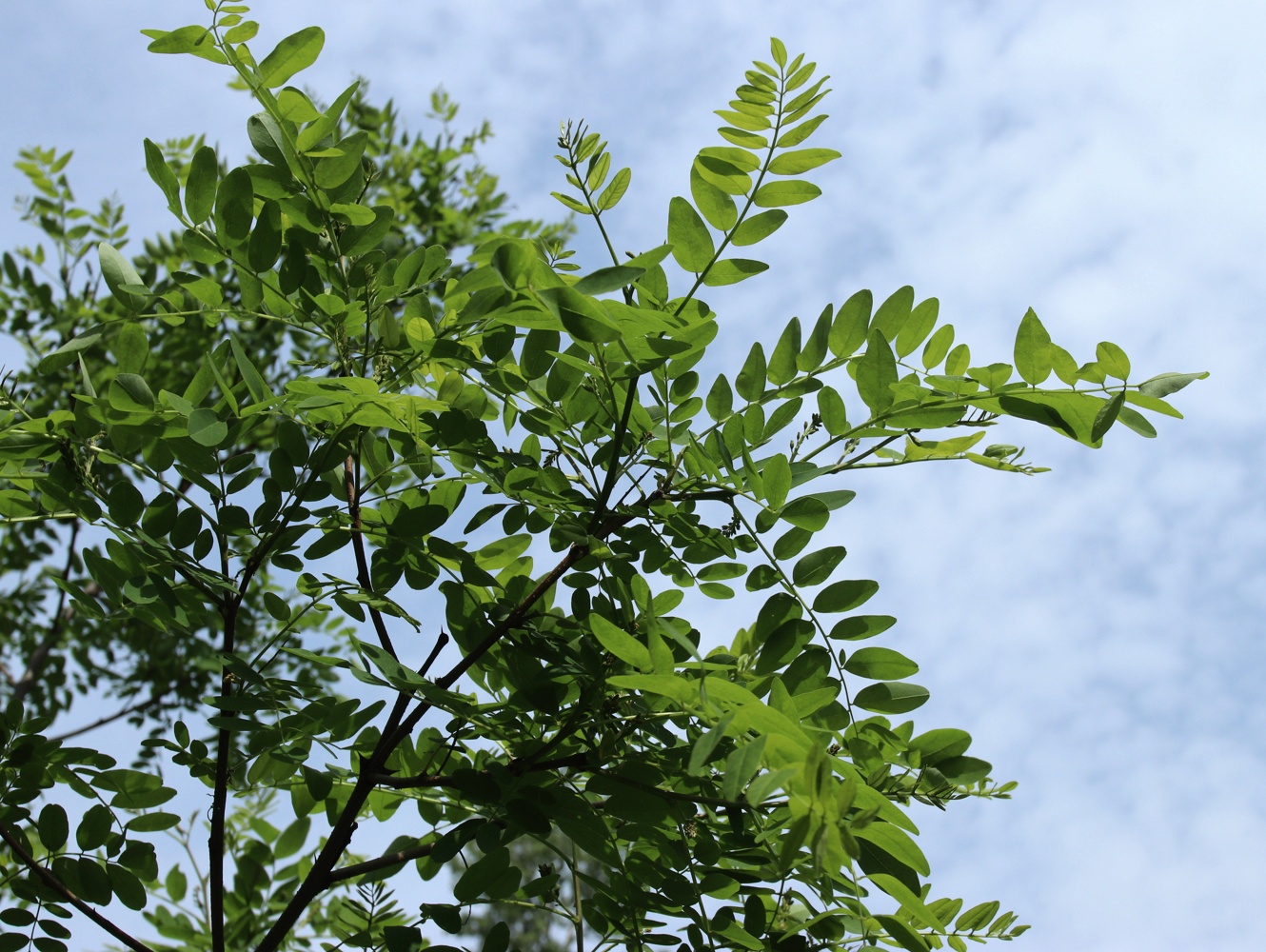 Image of genus Robinia specimen.