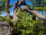 Смотреть изображение Quercus petraea