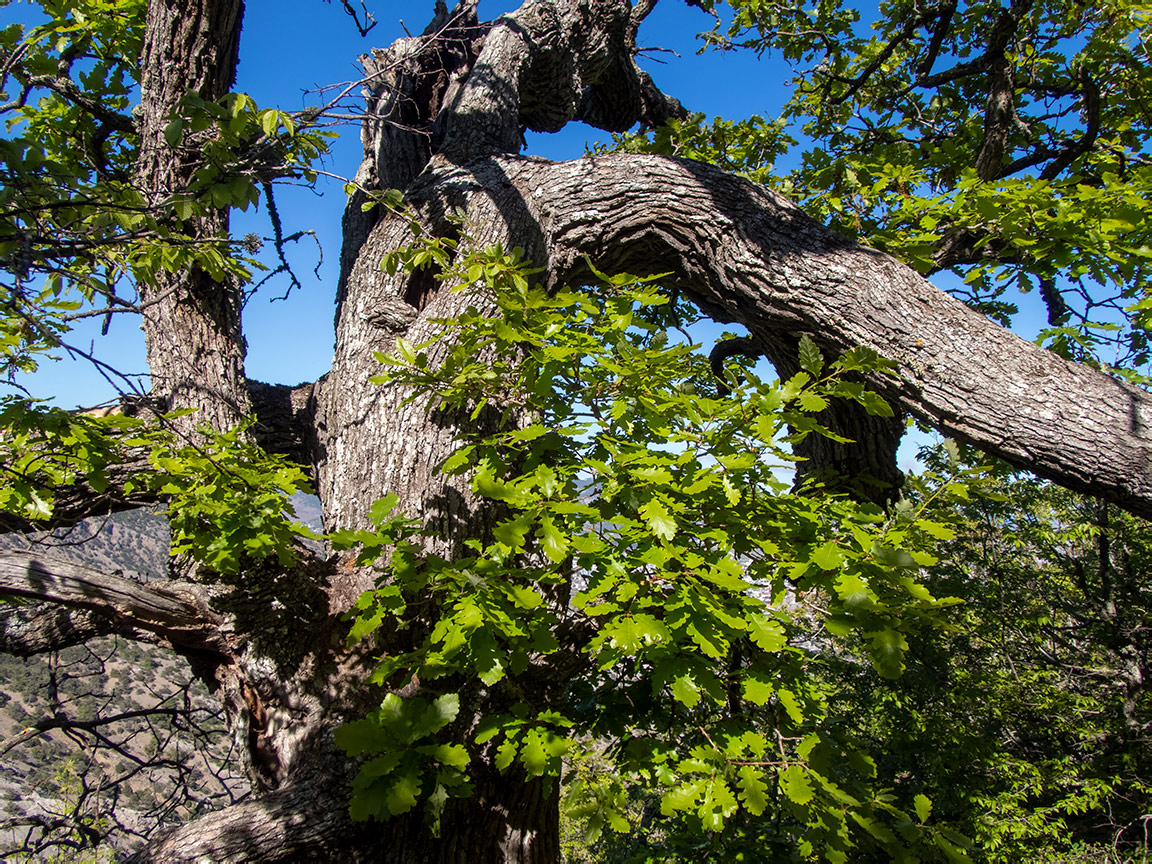 Изображение особи Quercus petraea.