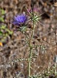 Cynara algarbiensis