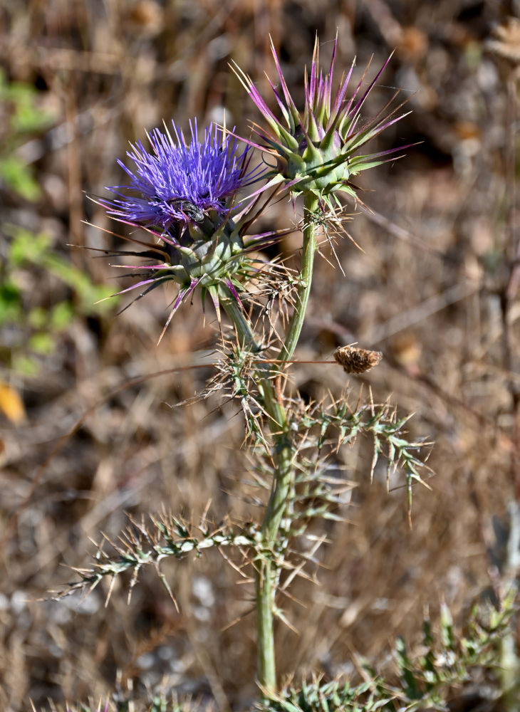Image of genus Cynara specimen.