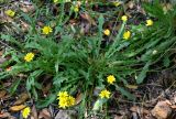 Crepis capillaris. Побеги цветущего и плодоносящего растения. Португалия, округ Авейру, природный парк Бусаку, ≈ 500 м н.у.м., опушка лиственного леса. 14.06.2026.