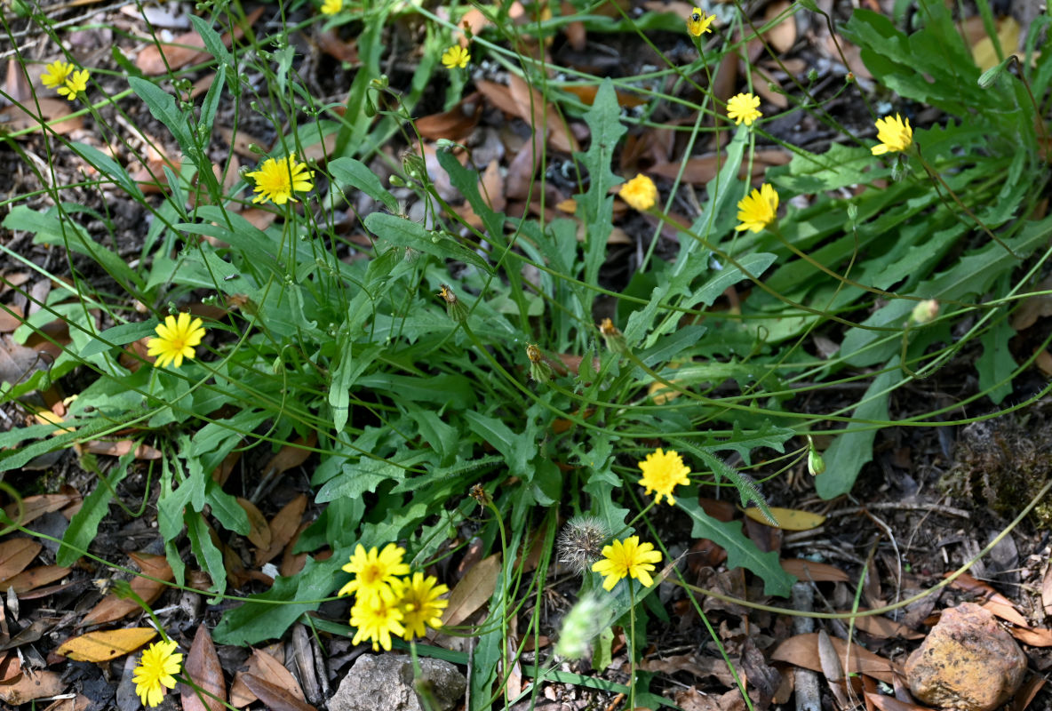 Image of Crepis capillaris specimen.