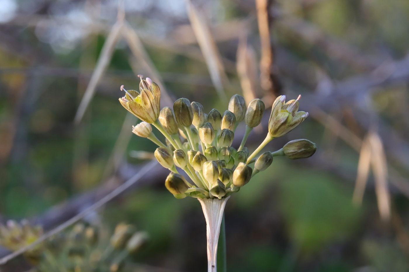 Image of Allium rupestre specimen.