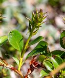 Salix phlebophylla