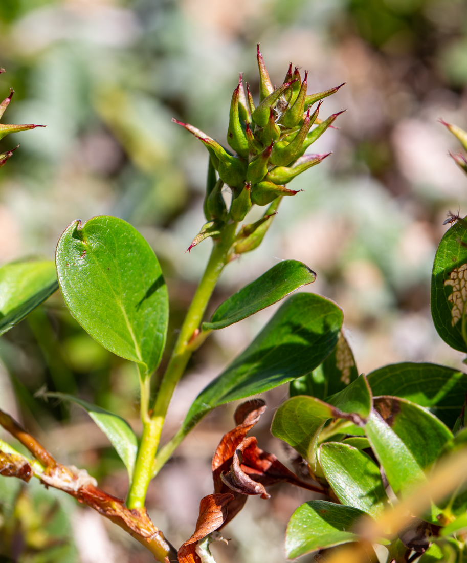 Image of Salix phlebophylla specimen.