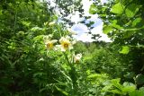 genus Lilium. Верхушка цветущего растения. Турция, ил Артвин, окр. дер. Кашикли, склон, который спускается к р. Корпусу от мечети, опушка зарослей. 12 июня 2026 г.