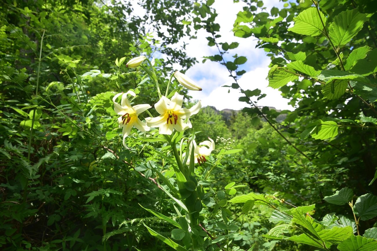 Изображение особи Lilium kesselringianum.