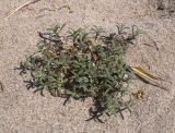 Silene niceensis
