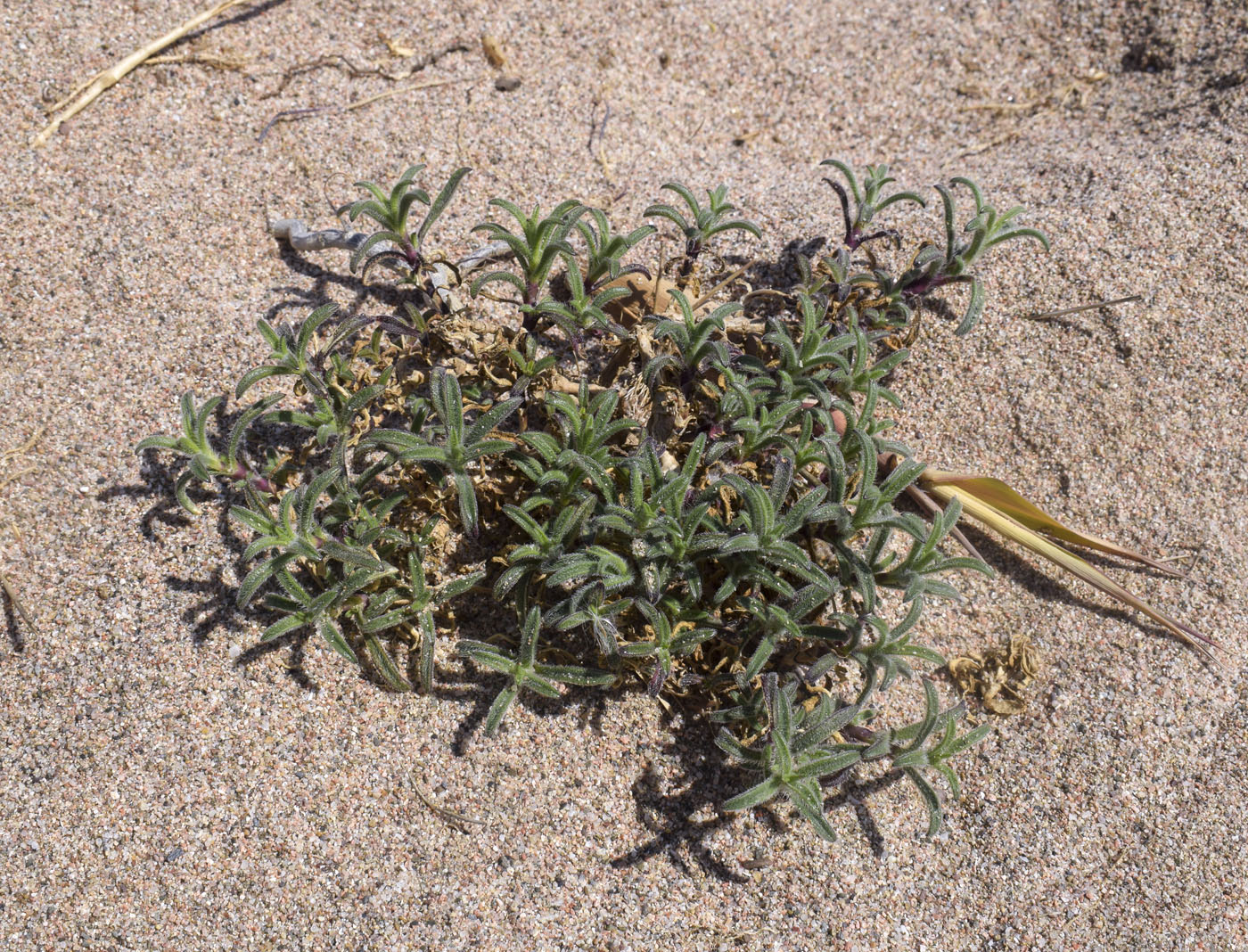Изображение особи Silene niceensis.