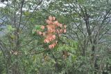 Koelreuteria bipinnata. Верхушка плодоносящего дерева. Китай, пров. Хунань, Сянси-Туцзя-Мяоский автономный округ, окр. г. Фэнхуан, окр. Южной Китайской стены, заросли на горном хребте. 09.10.2017.