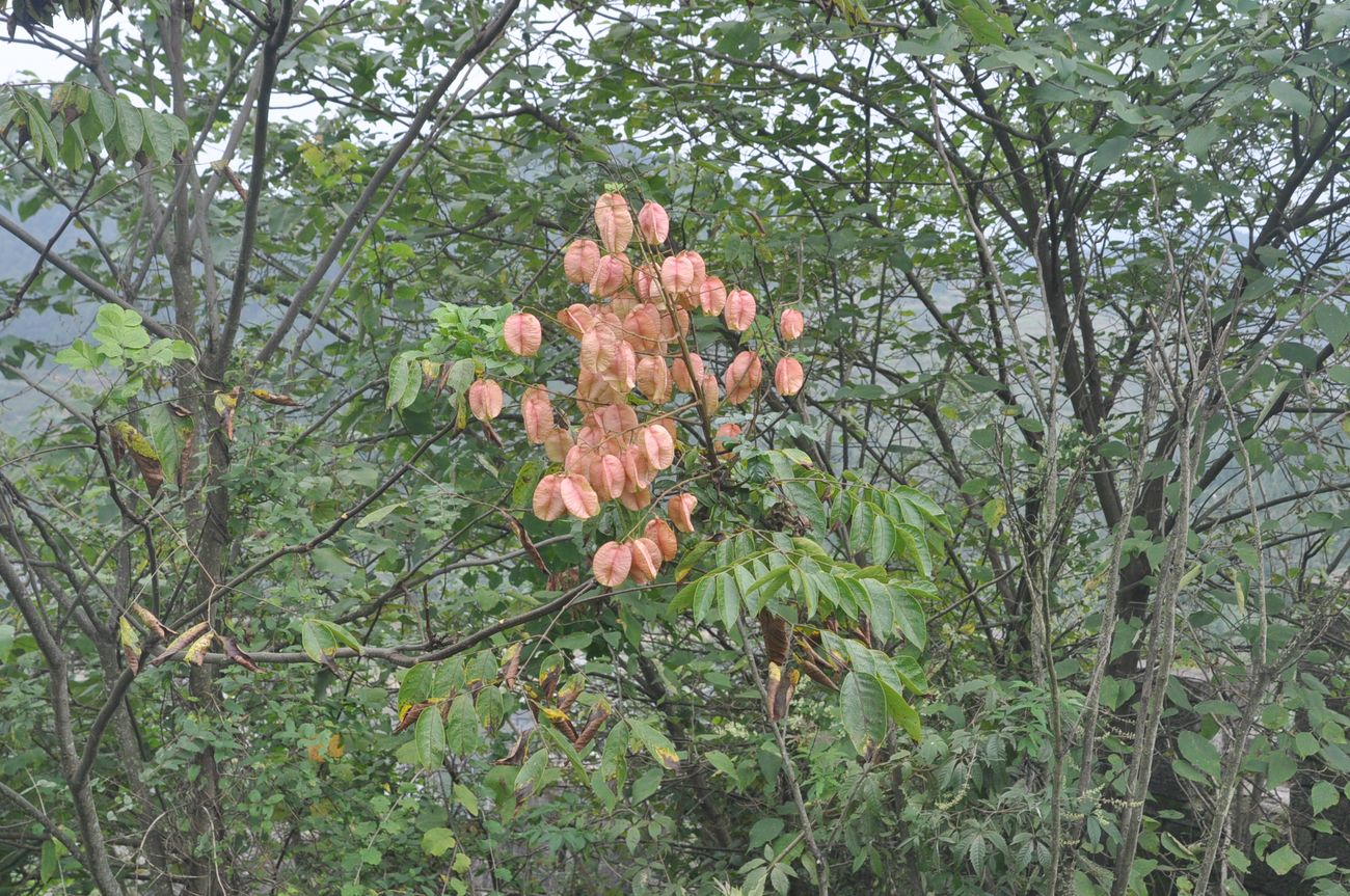 Image of Koelreuteria bipinnata specimen.