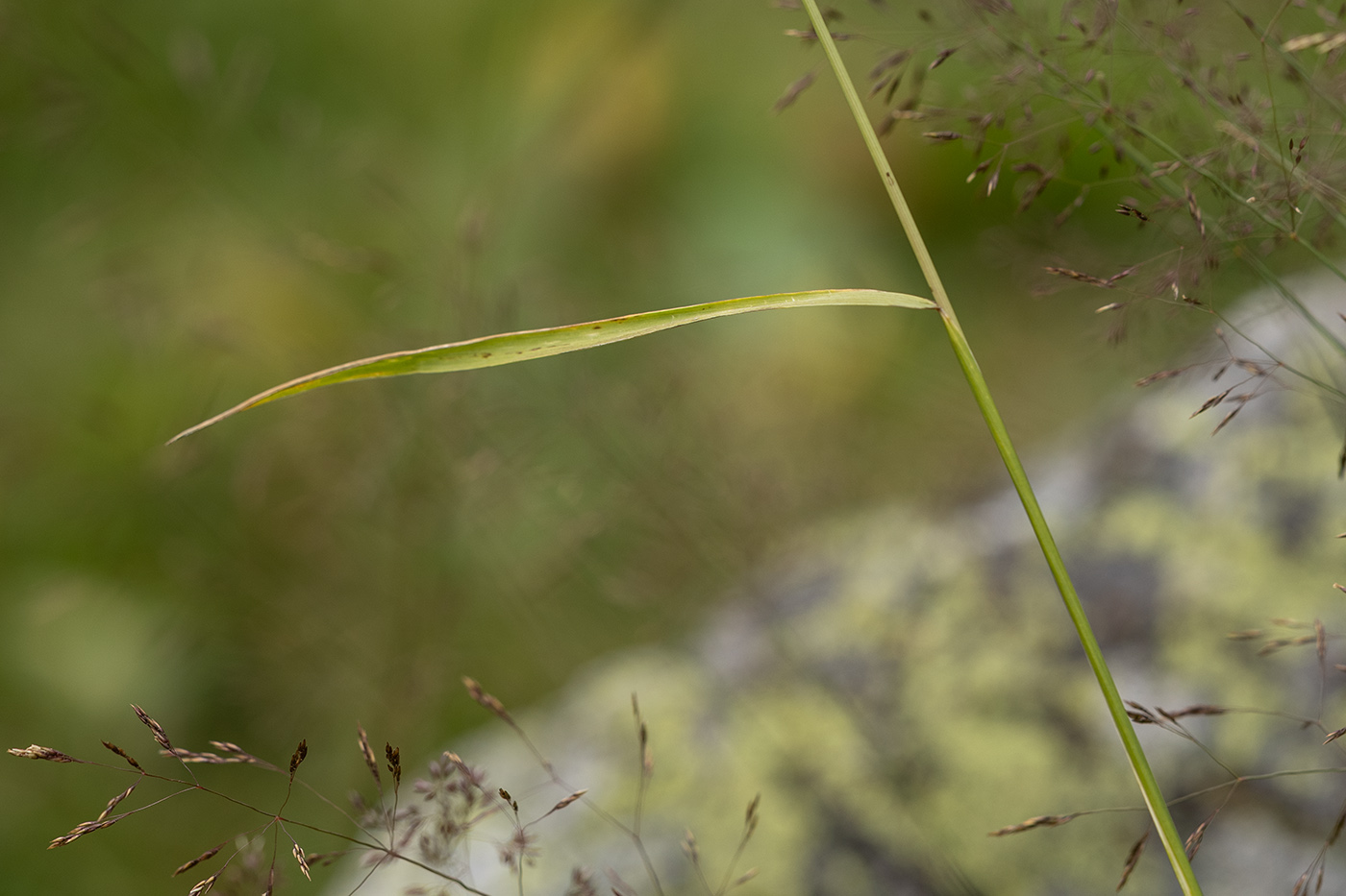 Image of familia Poaceae specimen.