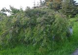 Cerasus subhirtella. Вегетирующее растение ('Pendula'). Краснодарский край, г. Сочи, парк \"Дендрарий\". 17.08.2026.