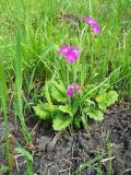 Primula cortusoides