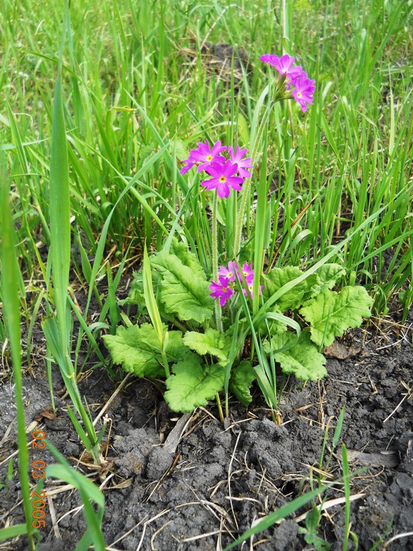 Image of Primula cortusoides specimen.