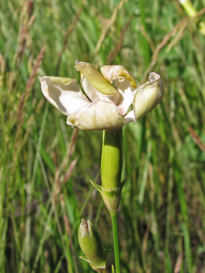 Изображение особи Dianthus elongatus.