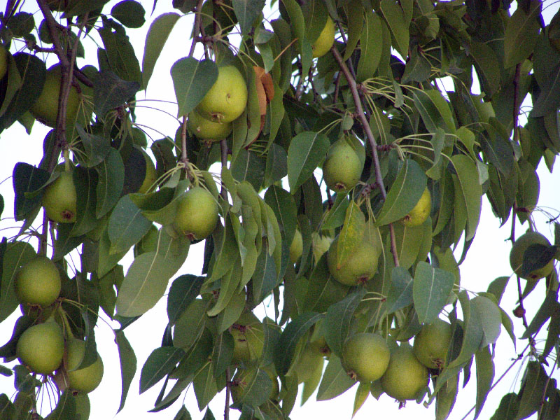 Изображение особи Pyrus turcomanica.