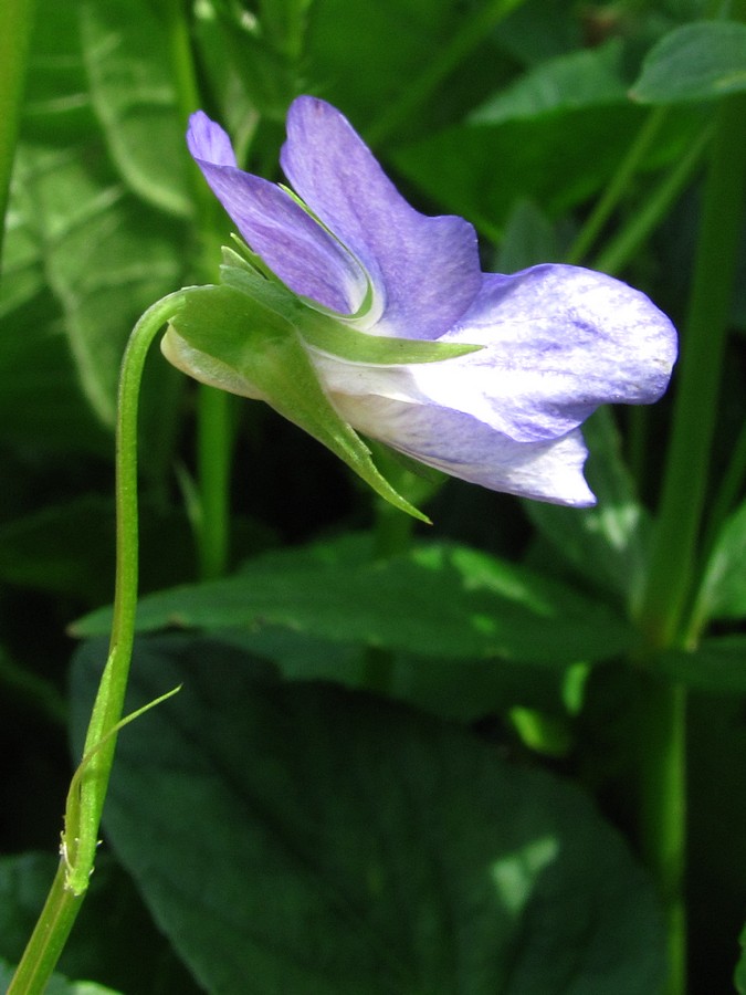 Image of Viola ruppii specimen.