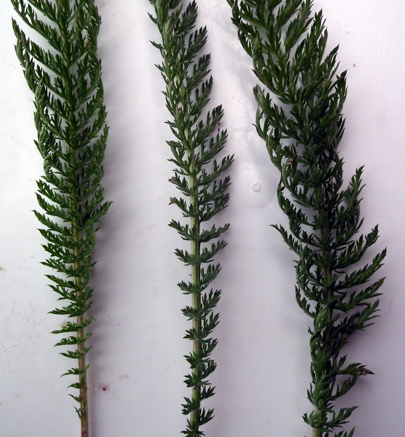 Image of Achillea apiculata specimen.